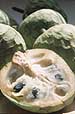 Cherimoya from www.photofruit.net